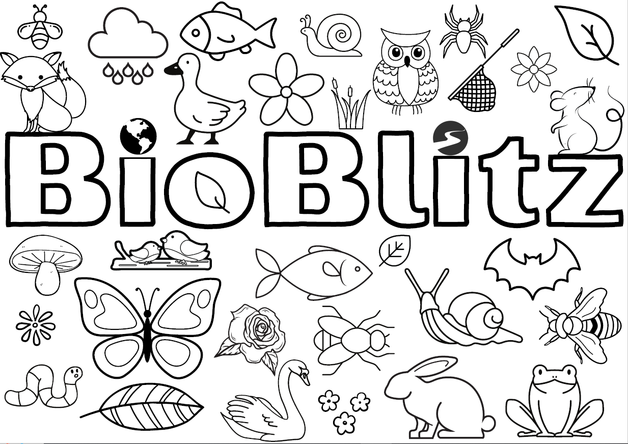 BioBlitz colouring in sheet